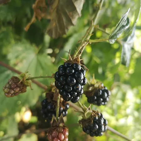 La Maison Mescladis Σπίτι διακοπών Manhac